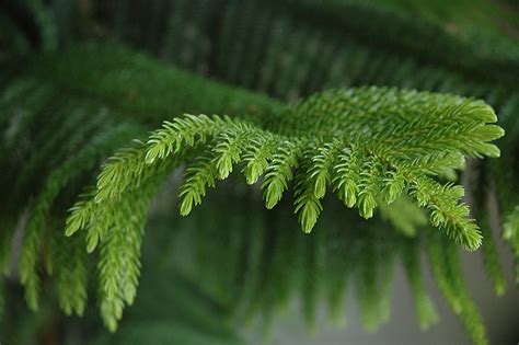 Norfolk Island Pine - Buchanan's Native Plants