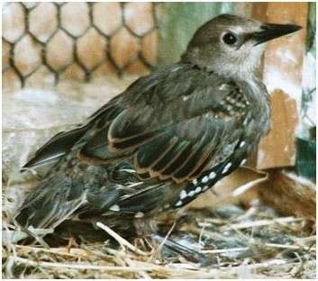 Etourneau Sansonnet 3 Elever Les Jeunes Oiseaux L Aide Aux Oiseaux