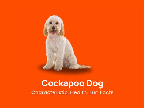 Cockapoo Dog: Characteristic, Health & Fun Facts!