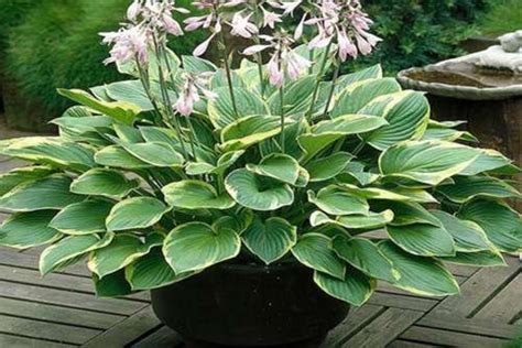 30 Hosta Plantaginea Seeds F4039 - Etsy