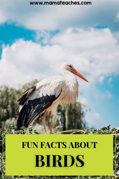 Fun Facts About Birds - Mama Teaches