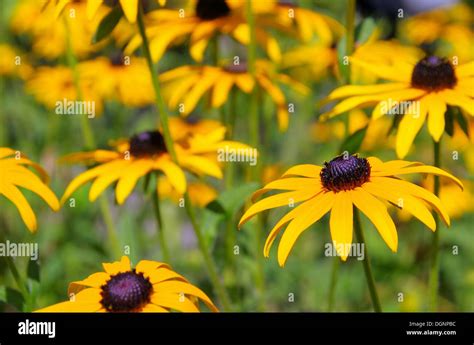 Susan Black Eye Hi Res Stock Photography And Images Alamy