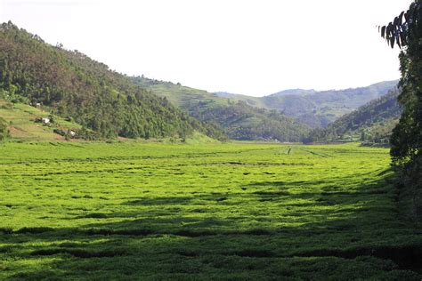 Rwandan Tea A Valley In Rwanda Is Full Of Tea Plants View Flickr