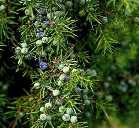 Essential Tips For Growing Juniper Trees In Containers Enjoy