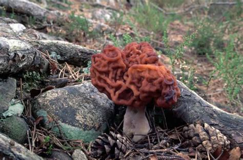 3 Common Mushrooms In Vermont Star Mushroom Farms