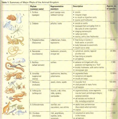 Kingdom Animalia Characteristics