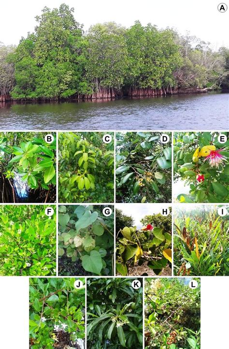 A, Wealthy mangrove forest and some of mangrove species of Sri Lanka ...