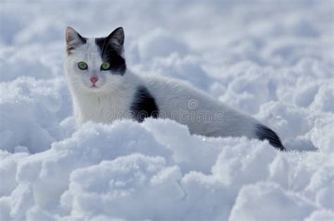 Cat tracks in snow. stock image. Image of hunt, snowy - 13385613