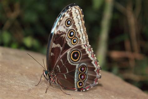 Butterfly Richard Kemish Flickr