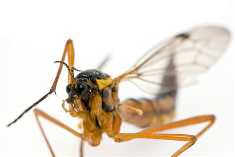 140+ Mosquito Isolated Proboscis Close Up Stock Photos, Pictures & Royalty-Free Images - iStock