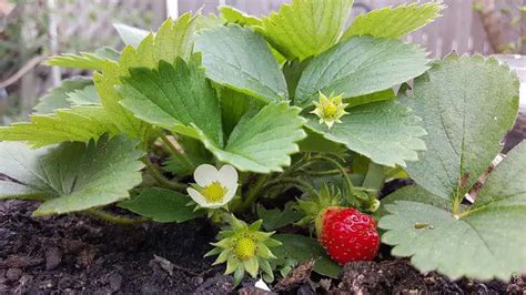 Dying Strawberry Plant Causes Solutions Best Care Tips