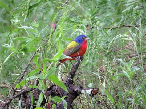 Central Texas Backyard Birds Travis Audubon