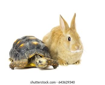 Tortoise And Hare Royalty Free Images Stock Photos Pictures