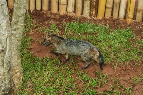 Lobinha Que Mora No Bioparque Pantanal Ganha Nome Em Homenagem A Dama