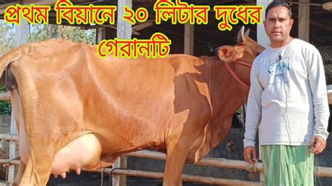 প্রথম বিয়ানে ২০ লিটার দুধের গেরানটি সহ গাভী কিনুন প্রবাস ডেইরি ফার্ম