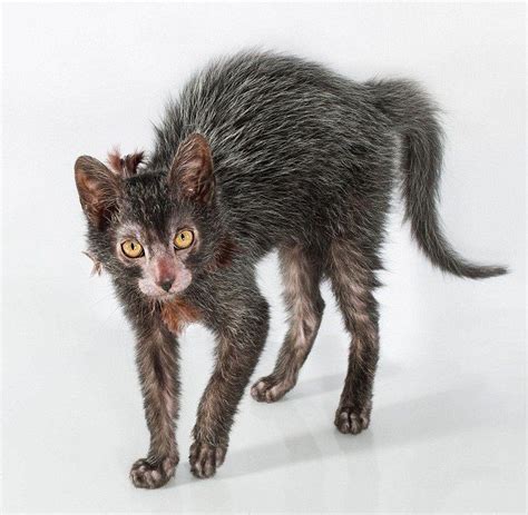 Lykoi Cat | Lykoi cat, Cute little animals, Sphynx kittens for sale