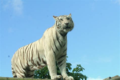 white Bengal tiger - ZooChat