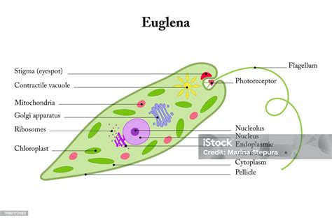 Euglena Diagram Stock Illustration Download Image Now Anatomy Biological Cell Biology Istock