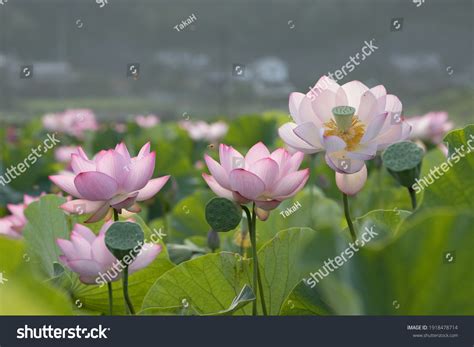 Lotus Flower Field Early Summer Stock Photo 1918478714 Shutterstock