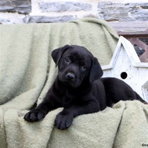 Rottweiler Mix Puppies For Sale | Greenfield Puppies