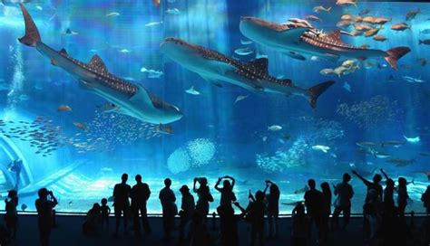 Kaiyukan Aquarium em Osaka um dos maiores aquários do mundo