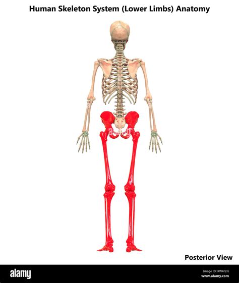 Lower Limb Bones Diagram