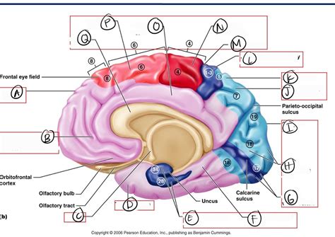 Cortex Function Areas Diagram | Quizlet