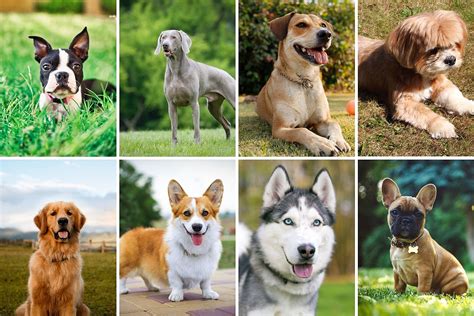 Cool Dog Breeds