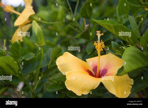 Yellow Hibiscus Flower Stock Photo Alamy