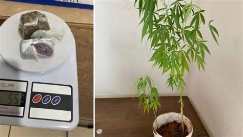 GCM detém homem e apreende pés de maconha em Birigui Araçatuba em Foco