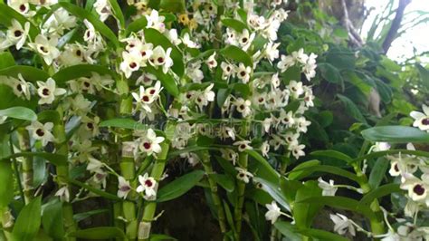 Dendrobium Nobile Starclass Sunny Eyes Orchidaceae Flowers Stock Photo