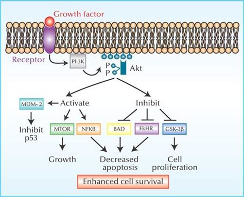 A schematic representation of the role of the PI 3 kinase/PKB/Akt ...