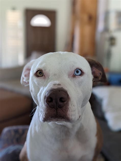 My baby with her two different color eyes 💚💙 : r/pitbulls