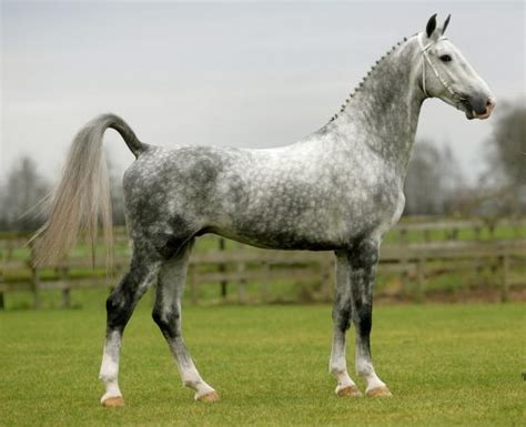 Dutch Harness Horse Breed Information, History, Videos, Pictures