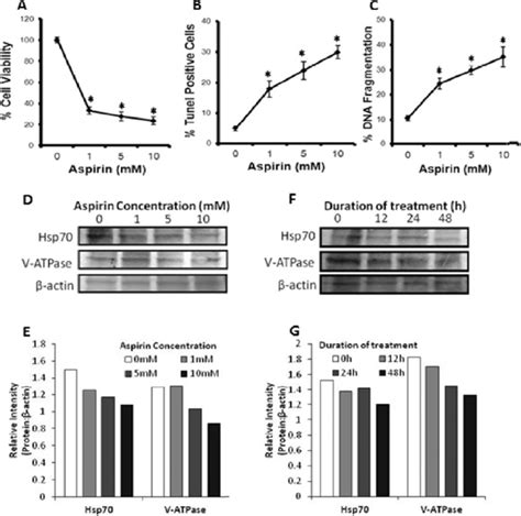 Effect Of Aspirin On Tumour Cell Survival Induction Of Apoptosis And