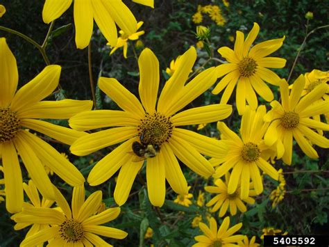 Woodland Sunflower Helianthus Divaricatus L