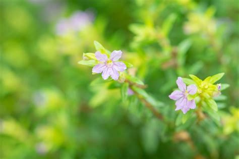 Premium Photo | Pink flowers in the garden