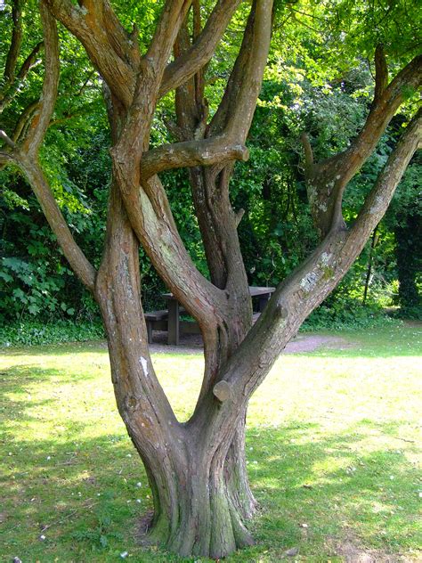 Early Learning Resources Tree Trunk Free Early Years And Primary