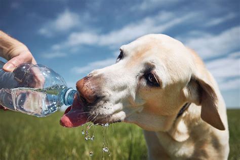 How Much Water Do Dogs Need To Drink