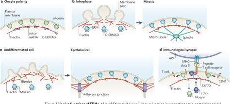 Organizing The Cell Cortex The Role Of Erm Proteins Semantic Scholar