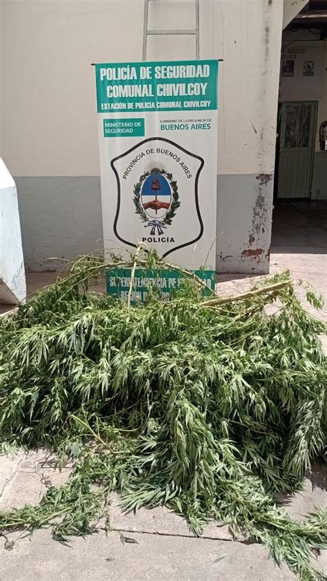 Andaban Por Los Techos Robando Plantas De Marihuana Y Los Interceptaron