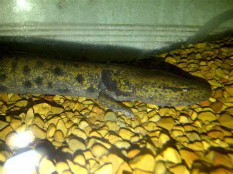 Mudpuppy pics | Caudata.org: Newts and Salamanders Portal