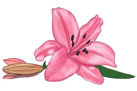 Flower Lily Drawing