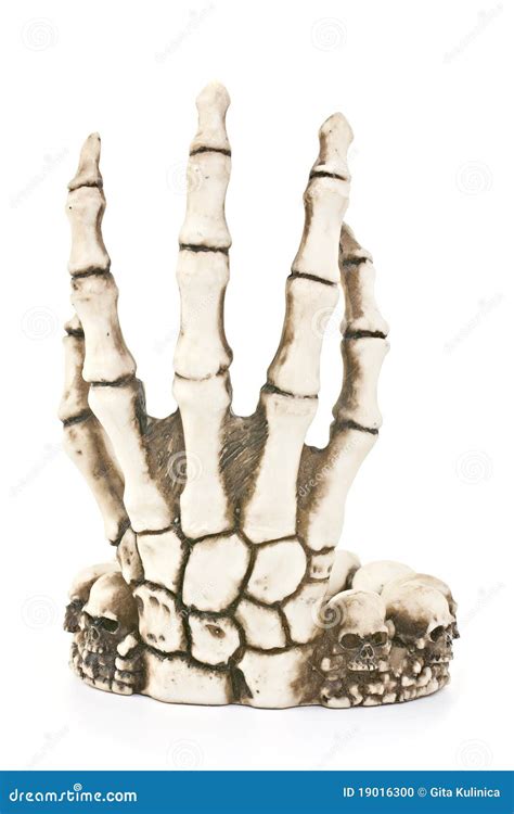 Skeleton Hand Stock Photo Image Of Biology Patient 19016300