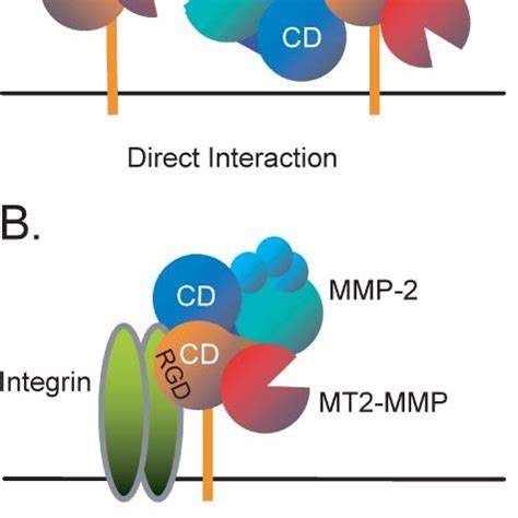 Proposed Models For TIMP 2 Independent Activation Of MMP 2 By MT2 MMP