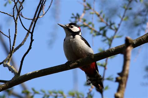 Great Spotted Woodpecker