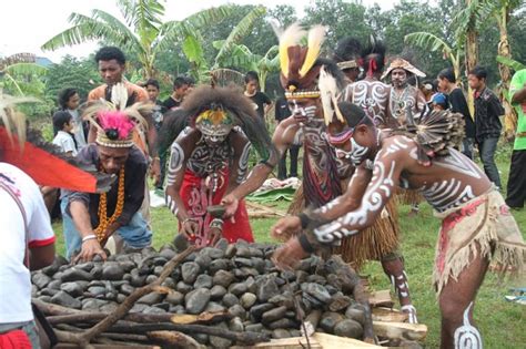 Bakar Batu Tradis Kebersamaan Masyarakat Papua Horizon Budaya