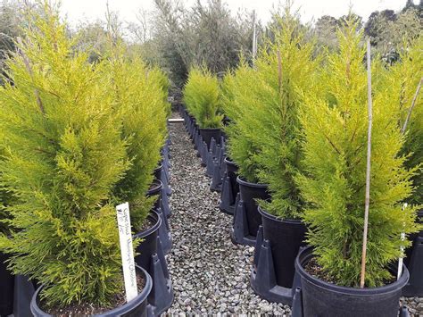 Кипарис аризонский: фото, виды, крупноплодный, плакучий, карликовый ...