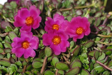 Portulaca Oleracea Klep014001 Purslane Rio Grande™ Magenta From