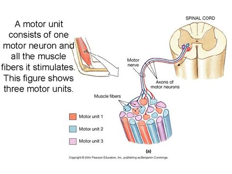 motor unit consists   motor neuron